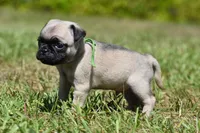 Toffee Crunch, a male Pug for sale in Palm Coast, FL – 4 of 6