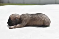 Toffee Crunch, a male Pug for sale in Palm Coast, FL – Photo 4 of 4