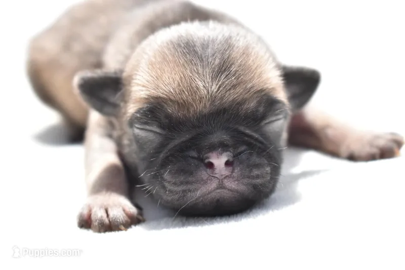 Toffee Crunch – Pug puppy for sale in Palm Coast, FL