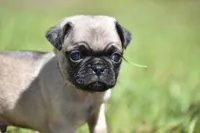 Toffee Crunch, a male Pug for sale in Palm Coast, FL – 6 of 6