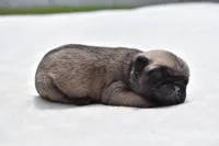 Toffee Crunch, a male Pug for sale in Palm Coast, FL – Photo 2 of 4