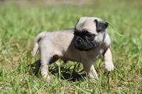 Toffee Crunch, a male Pug for sale in Palm Coast, FL – 1 of 6