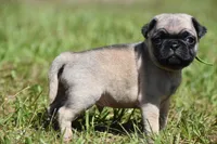 Toffee Crunch, a male Pug for sale in Palm Coast, FL – 2 of 6