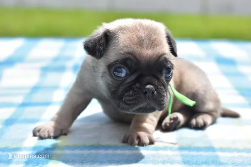 Toffee Crunch – Pug puppy for sale in Palm Coast, FL