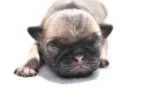 Toffee Crunch, a male Pug for sale in Palm Coast, FL – Photo 3 of 4