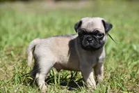 Toffee Crunch, a male Pug for sale in Palm Coast, FL – 3 of 6