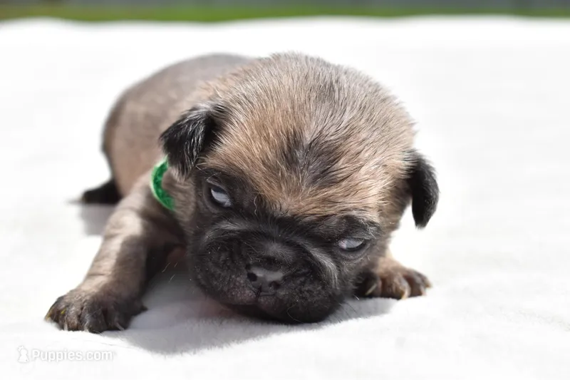 Toffee Crunch – Pug puppy for sale in Palm Coast, FL