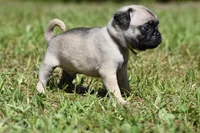 Toffee Crunch, a male Pug for sale in Palm Coast, FL – 5 of 6
