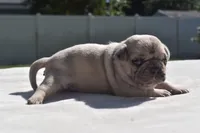 Maple Blue Eyes! , a female Pug for sale in Palm Coast, FL – 5 of 8