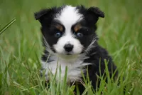 Orion, a male Toy Australian Shepherd for sale in Palm Coast, FL – 1 of 7