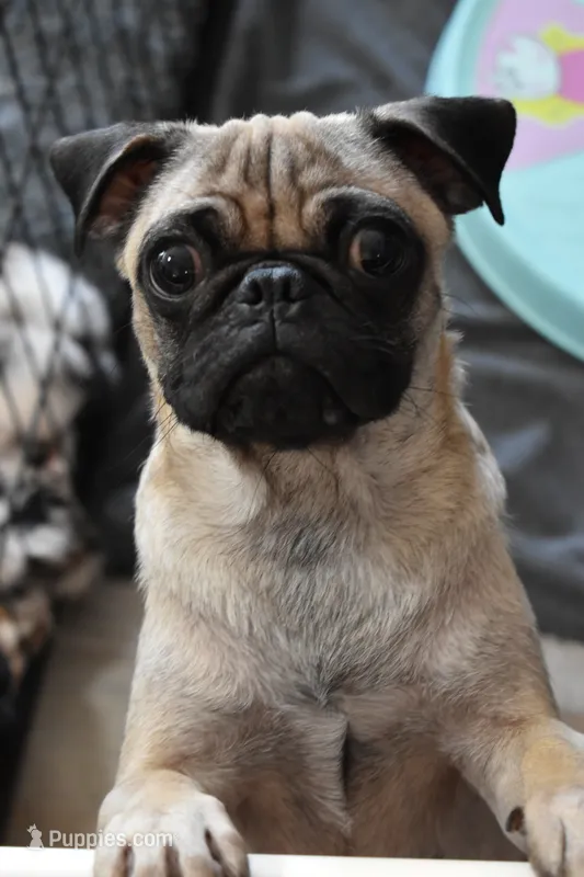 TT – Pug puppy for sale in Palm Coast, FL