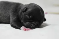 Sugar Pie, a female Pug for sale in Palm Coast, FL – 4 of 5