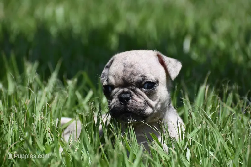 Corn Bread  – Pug puppy for sale in Palm Coast, FL