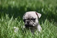 Corn Bread , a male Pug for sale in Palm Coast, FL – 1 of 6