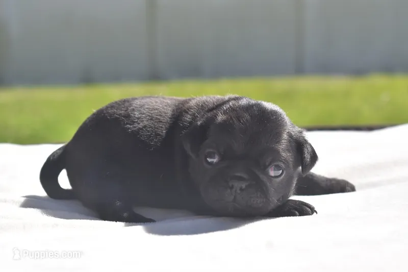 Cider  – Pug puppy for sale in Palm Coast, FL