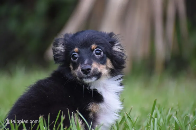 Peanut Butter  – Toy Australian Shepherd puppy for sale in Palm Coast, FL
