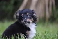 Peanut Butter , a male Toy Australian Shepherd for sale in Palm Coast, FL – 1 of 7