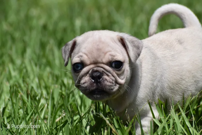Peach Cobbler , a male Pug for sale in Palm Coast, FL – 1 of 5