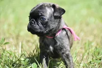Maple Kiss , a female Pug for sale in Palm Coast, FL – 3 of 6