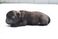 Maple Kiss , a female Pug for sale in Palm Coast, FL – Photo 3 of 4