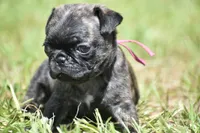 Maple Kiss , a female Pug for sale in Palm Coast, FL – 2 of 6