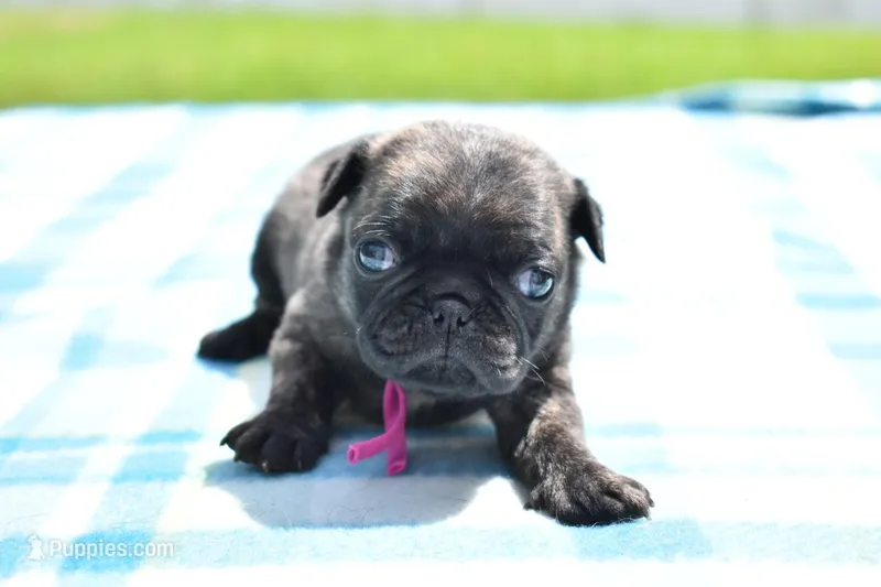 Maple Kiss  – Pug puppy for sale in Palm Coast, FL