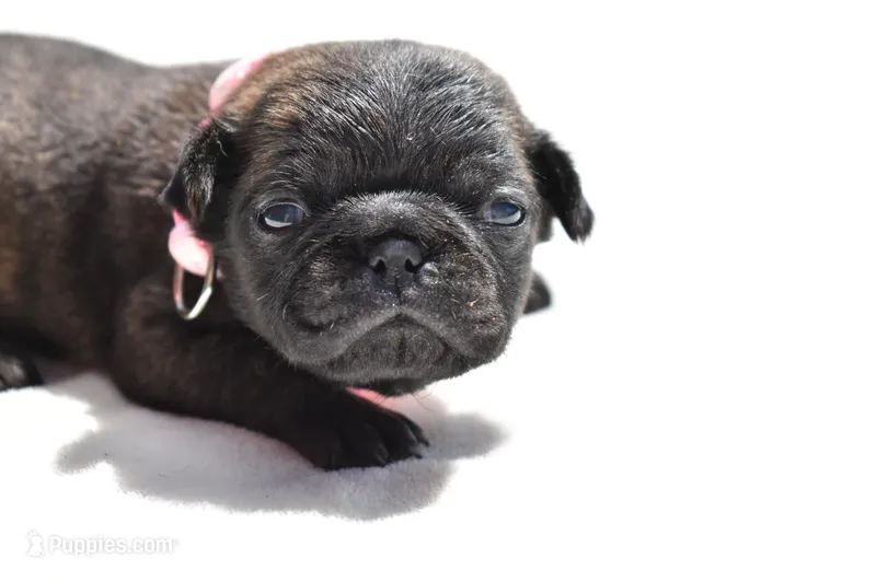 Maple Kiss  – Pug puppy for sale in Palm Coast, FL