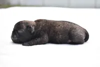 Maple Kiss , a female Pug for sale in Palm Coast, FL – Photo 2 of 4