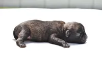 Maple Kiss , a female Pug for sale in Palm Coast, FL – Photo 4 of 4