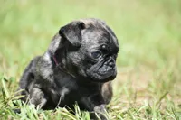Maple Kiss , a female Pug for sale in Palm Coast, FL – 6 of 6