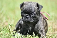 Maple Kiss , a female Pug for sale in Palm Coast, FL – 1 of 6