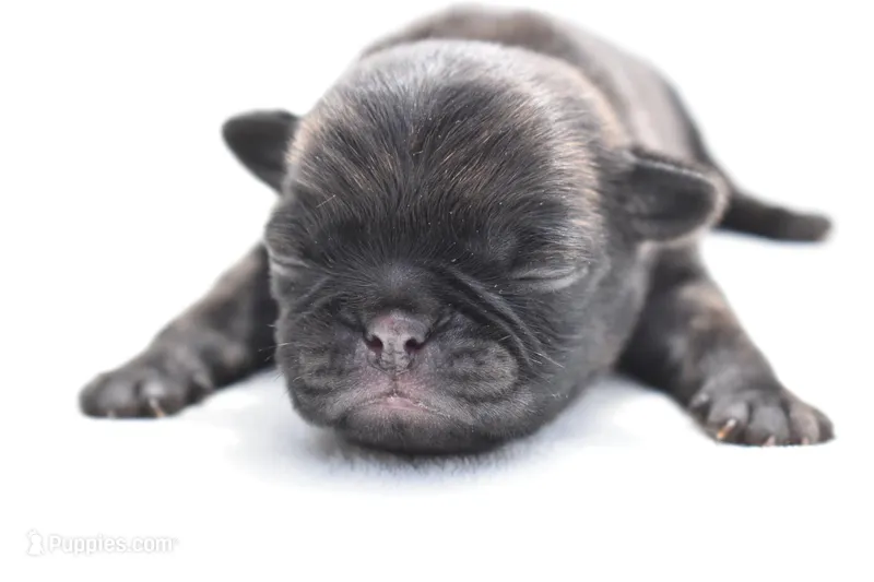 Maple Kiss  – Pug puppy for sale in Palm Coast, FL