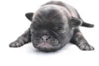 Maple Kiss , a female Pug for sale in Palm Coast, FL – Photo 1 of 4