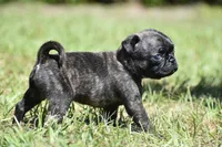 Maple Kiss , a female Pug for sale in Palm Coast, FL – 5 of 6