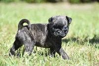 Maple Kiss , a female Pug for sale in Palm Coast, FL – 4 of 6