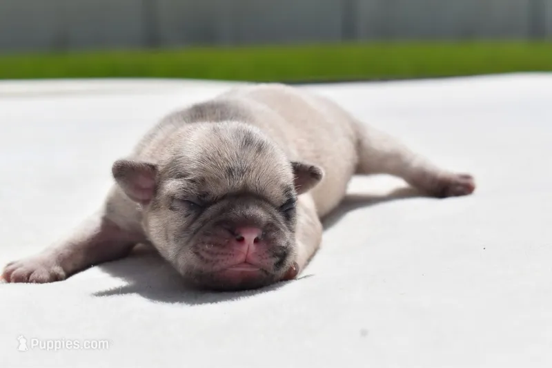 Maple – Pug puppy for sale in Palm Coast, FL