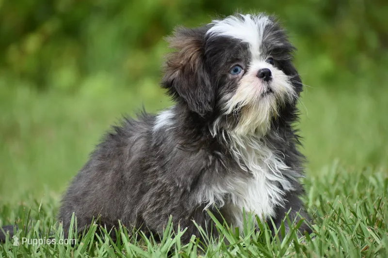 Horton  – Shih Tzu puppy for sale in Palm Coast, FL
