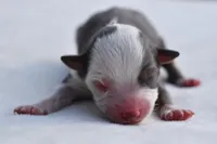 Briar Rose , a female Toy Australian Shepherd for sale in Palm Coast, FL – Photo 5 of 7