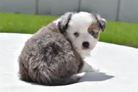 Briar Rose , a female Toy Australian Shepherd for sale in Palm Coast, FL – Photo 2 of 7