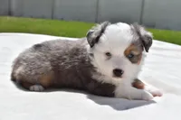 Briar Rose , a female Toy Australian Shepherd for sale in Palm Coast, FL – Photo 4 of 7