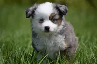 Briar Rose , a female Toy Australian Shepherd for sale in Palm Coast, FL – Photo 8 of 8