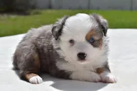 Briar Rose , a female Toy Australian Shepherd for sale in Palm Coast, FL – Photo 6 of 7