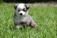 Briar Rose , a female Toy Australian Shepherd for sale in Palm Coast, FL – Photo 7 of 8