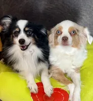 Due February , a  Toy Australian Shepherd for sale in Palm Coast, FL – Photo 1 of 5