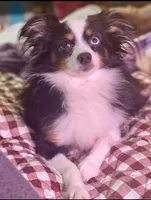 Due February , a  Toy Australian Shepherd for sale in Palm Coast, FL – Photo 5 of 5