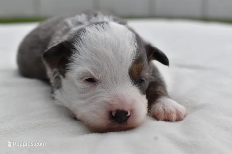 Briar Rose  – Toy Australian Shepherd puppy for sale in Palm Coast, FL