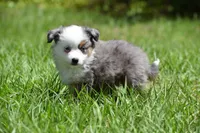 Briar Rose , a female Toy Australian Shepherd for sale in Palm Coast, FL – Photo 1 of 8