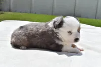 Briar Rose , a female Toy Australian Shepherd for sale in Palm Coast, FL – Photo 5 of 7