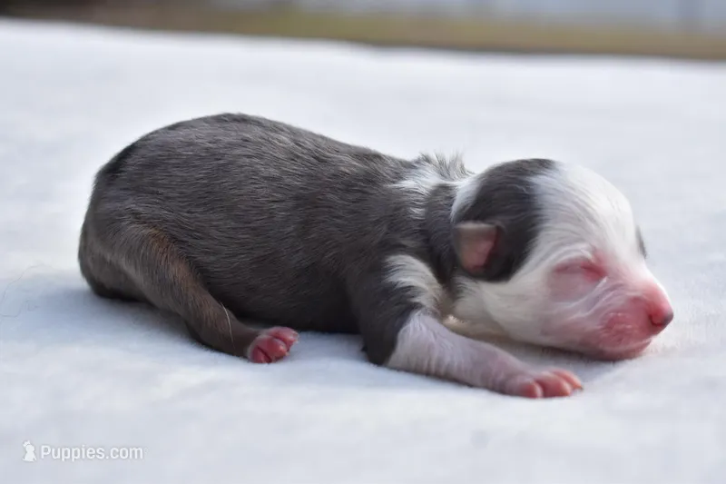 Briar Rose , a female Toy Australian Shepherd for sale in Palm Coast, FL – Photo 1 of 7
