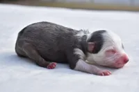 Briar Rose , a female Toy Australian Shepherd for sale in Palm Coast, FL – Photo 1 of 7